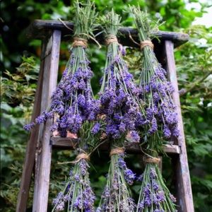 Dried Lavender